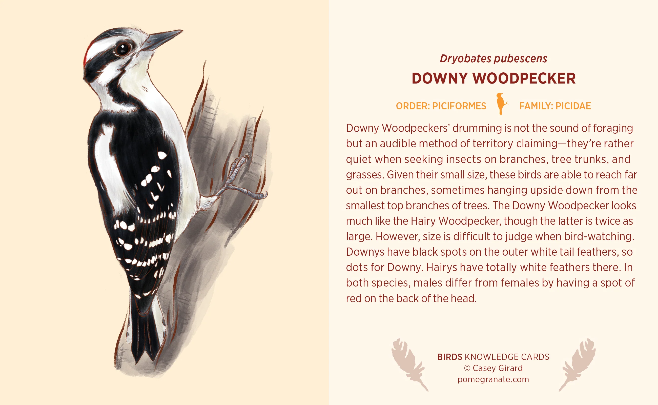 Birds Knowledge Cards - Image 3