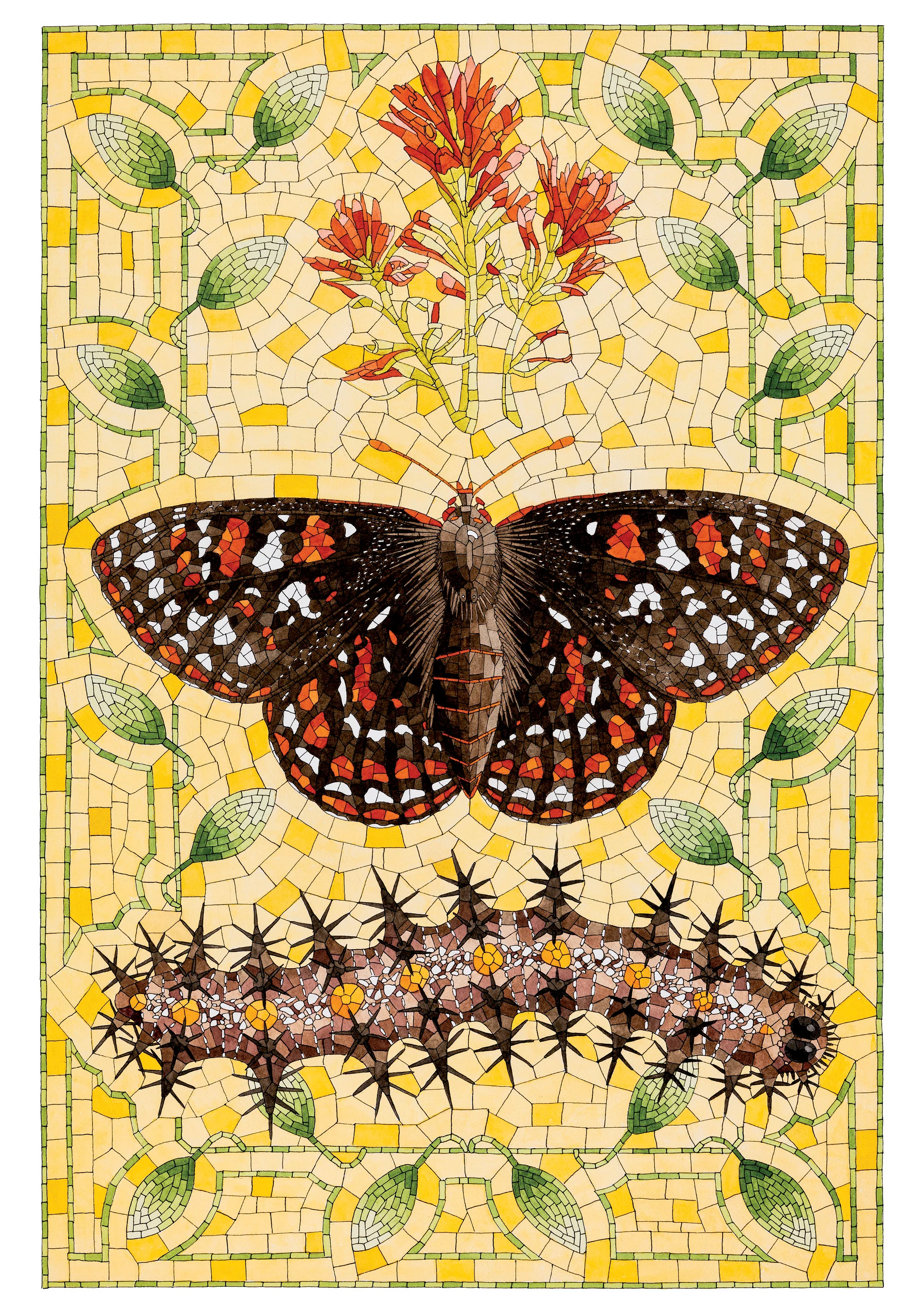 David Cohen: Taylorâs Checkerspot Birthday Card