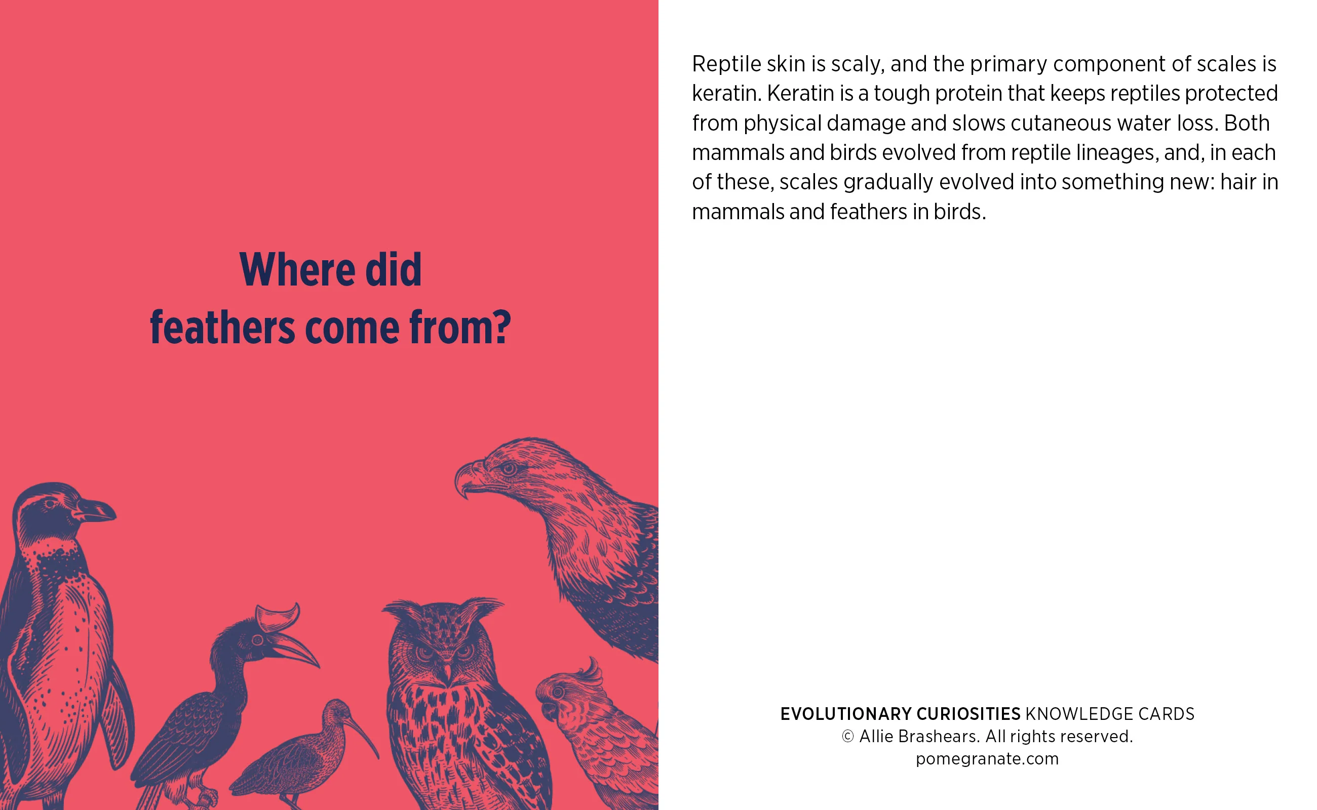 Evolutionary Curiosities Knowledge Cards - Image 5