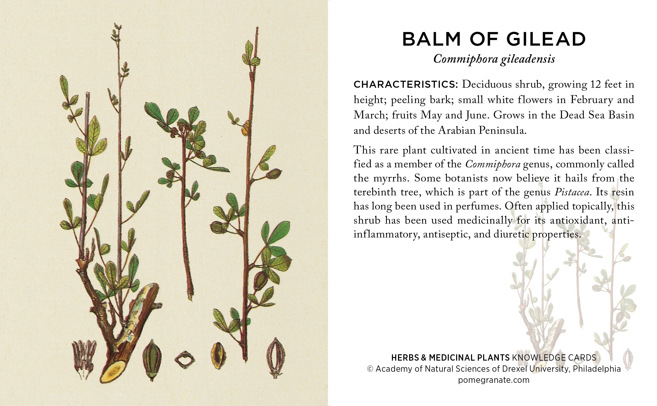 Herbs and Medicinal Plants Knowledge Cards - Image 3