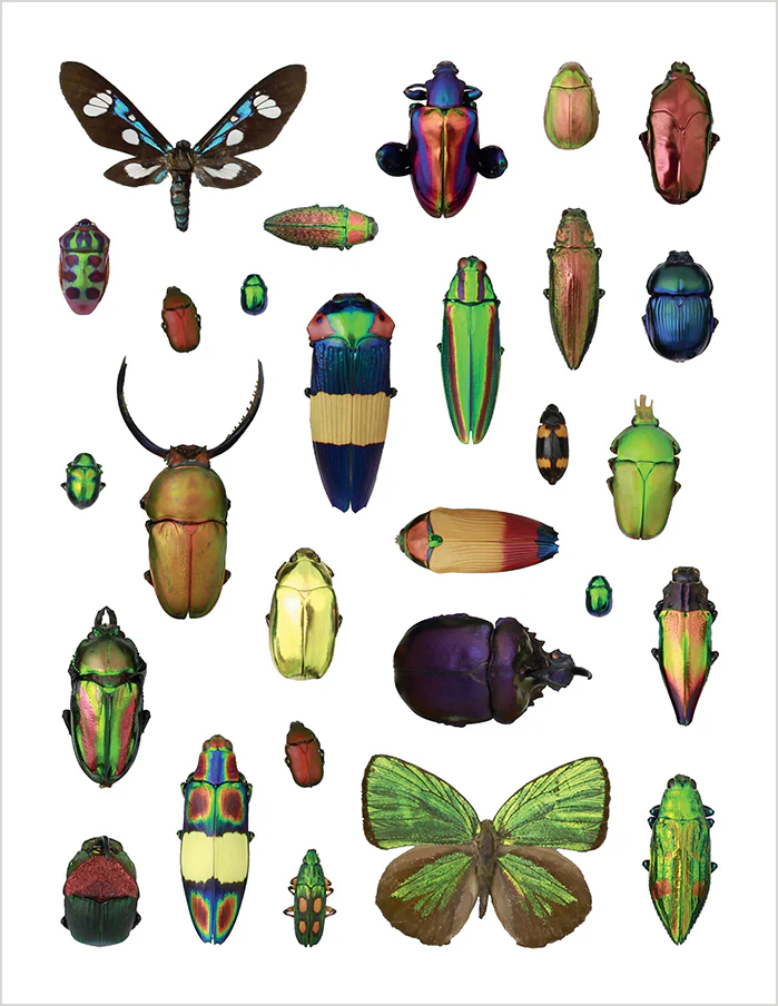 Christopher Marley's Incredible Insects Sticker Book - Image 4