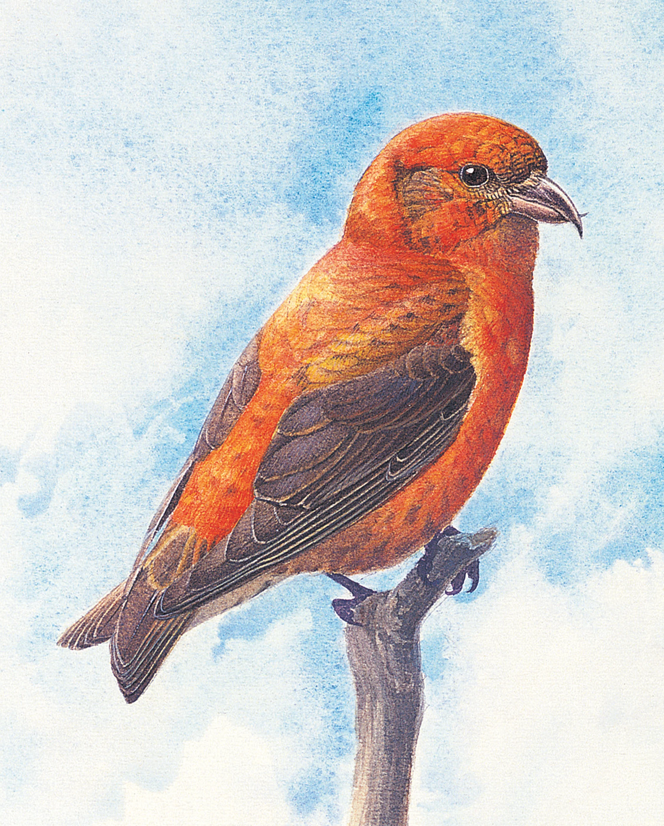 J. Fenwick Lansdowne: Red Crossbill Bookmark - Image 2