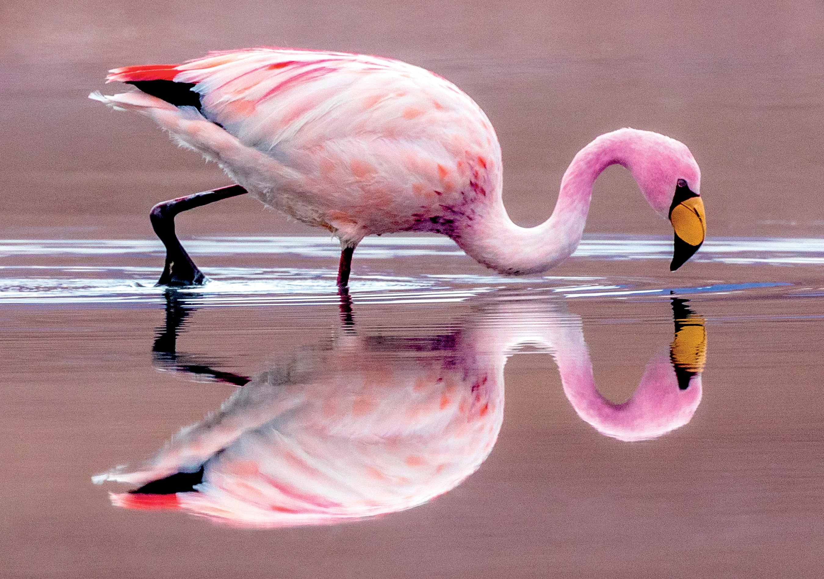 James’s Flamingo Notecard