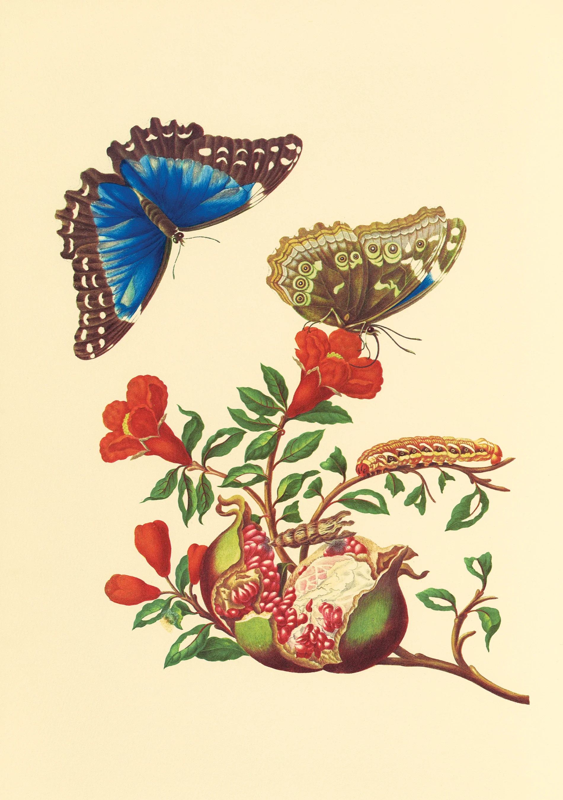 Maria Sibylla Merian: Pomegranate and Blue Morpho Butterfly Notecard