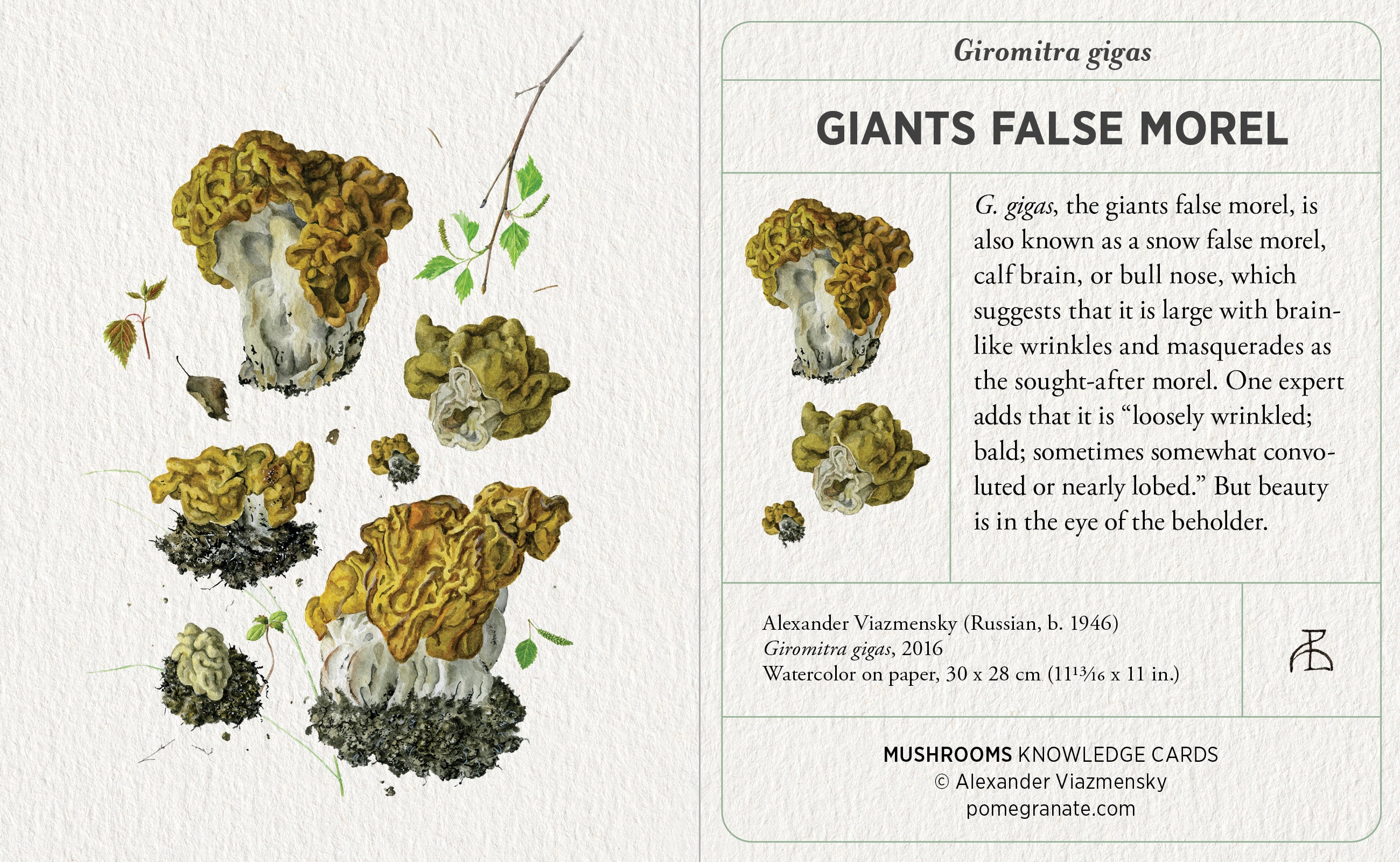 Mushrooms: Alexander Viazmensky Knowledge Cards - Image 4