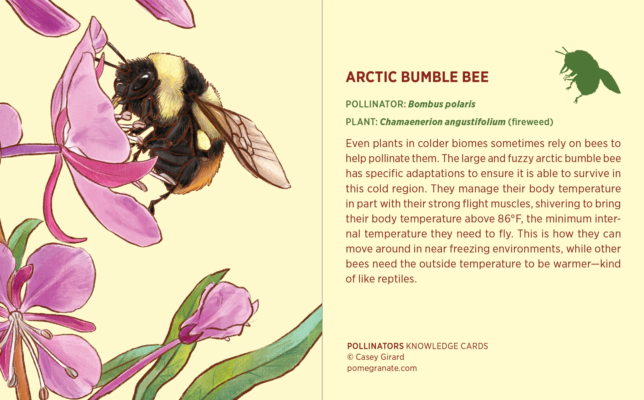 Pollinators Knowledge Cards - Image 3