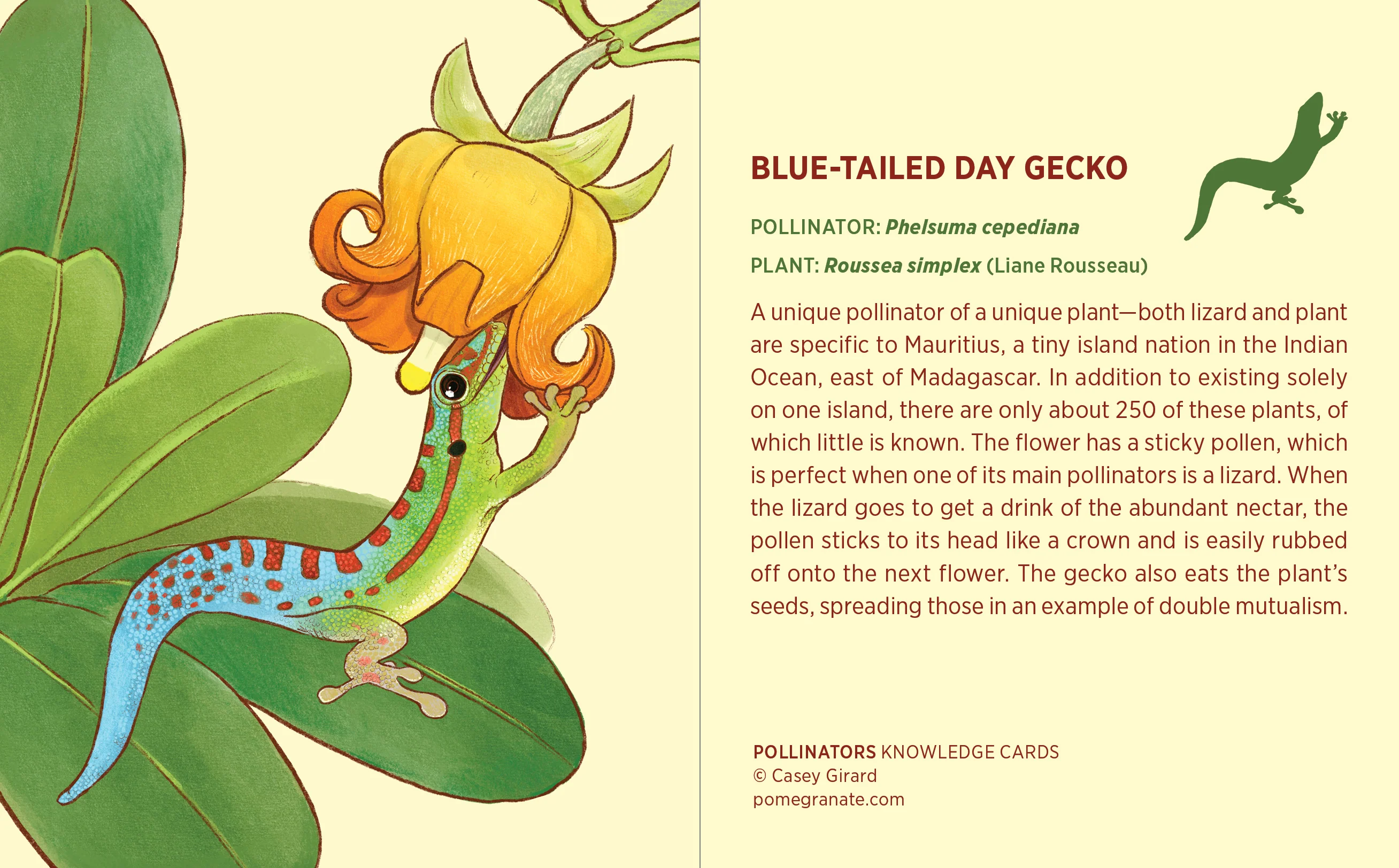 Pollinators Knowledge Cards - Image 4