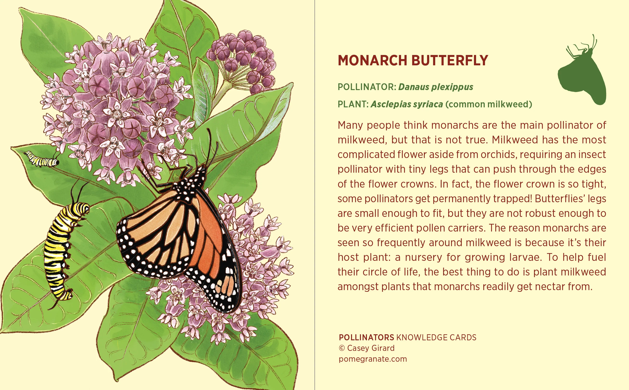 Pollinators Knowledge Cards - Image 5