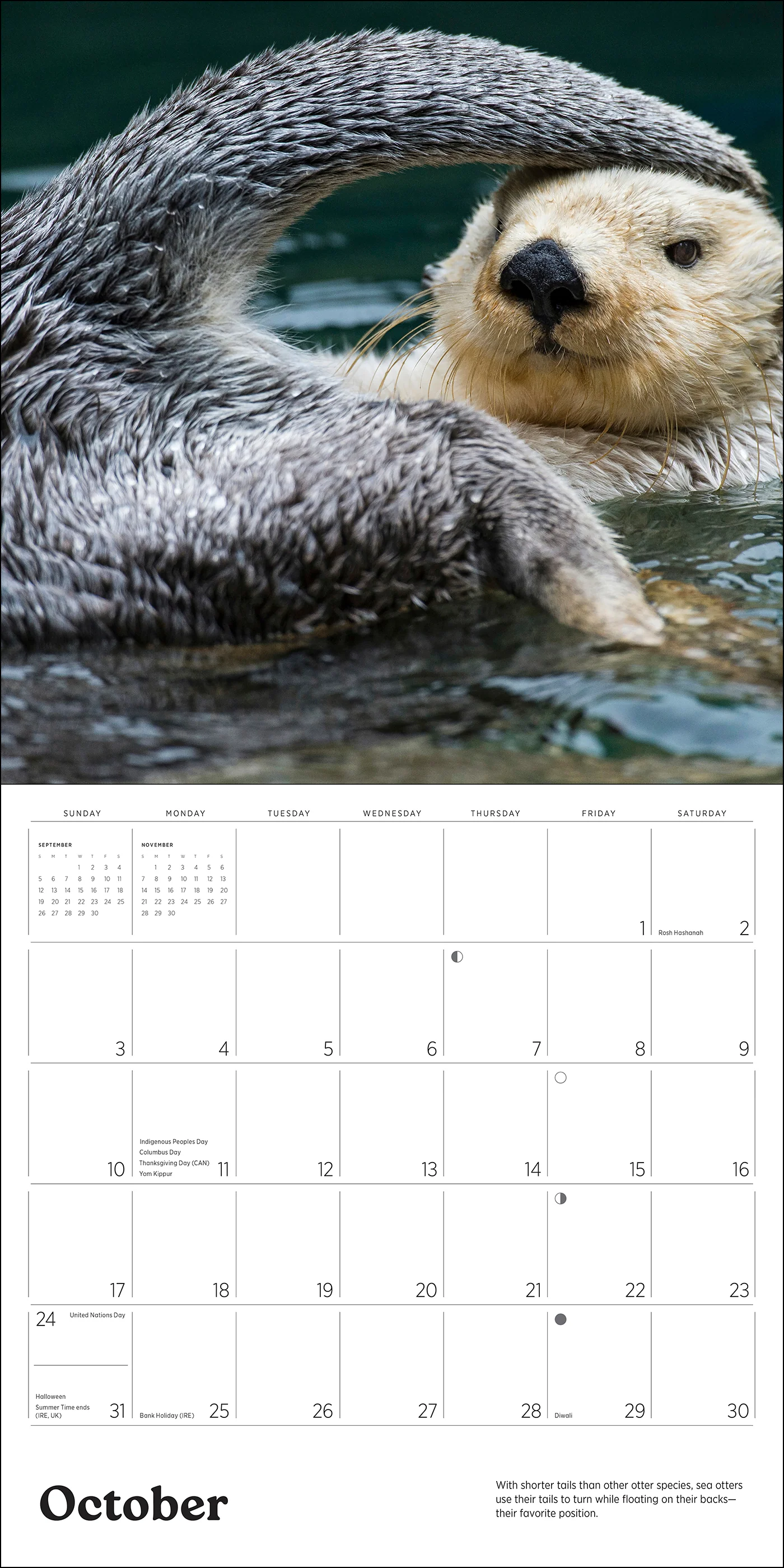 Sea Otters: Photographs by Tom and Pat Leeson 2027 Wall Calendar - Image 3
